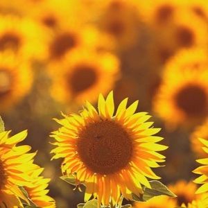 Meet your Posher, Katelyn